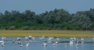 muitos cisnes brancos na lagoa de verão video