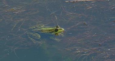 Close up of frog in the pond UHD 4K video