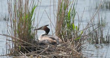 grèbe huppé ou podiceps cristatus dans un nid en gros plan 4k uhd video