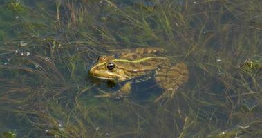 Close up of frog in the pond UHD 4K video