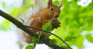 Close up picture of squirrel on a branch video