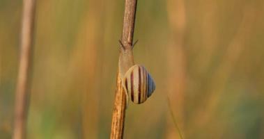 close up of snail outdoors. macro shot in UHD 4K video