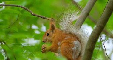 Close up picture of squirrel on a branch video