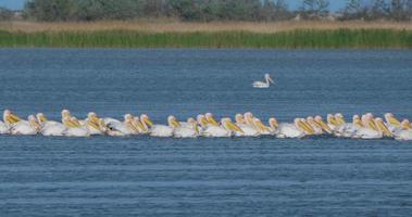 Many pelicans in the lake in Danube delta, Ukraine