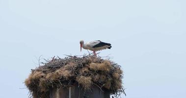 Close up of stork in the nest video