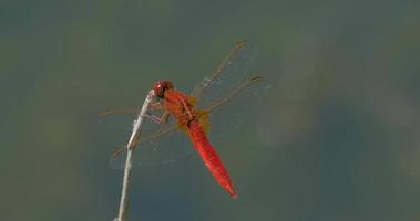 Macro shot of colorful dragonfly UHD 4K video