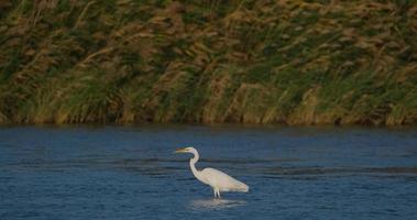 Egretta garzetta ou aigrette garzette dans la rivière video