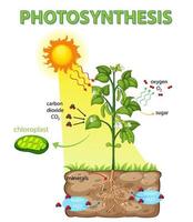 Diagrama que muestra el proceso de fotosíntesis en planta. vector