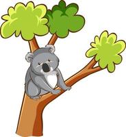 Oso koala en un árbol sobre fondo blanco. vector