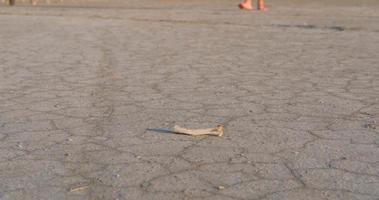 Close up of male barefoot legs walk in the hot summer desert, global warming concept video