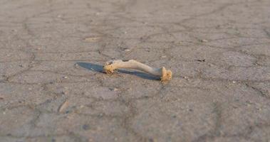 Bone of an animal in the desert video