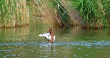 Pato ferruginoso porrón de ojos blancos o aythya nyroca nadar en un estanque de verano video