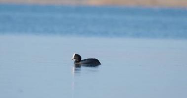The Eurasian coot or Fulica atra swim in pond video