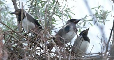Eurasian magpie or Pica pica chicks in nest 4K UHD video