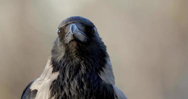 Hooded crow or Corvus cornix close up portrait 4k UHD