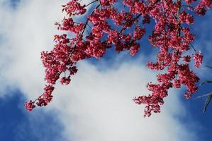 flor de cerezo rosa sakura en chiang mai, tailandia foto