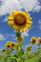 Big sunflower in the garden and blue sky, Thailand photo