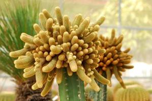 colorful cactus, close up image of rows of cute colorful miniature cactus photo