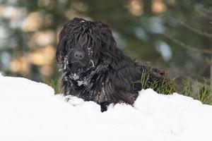 Perro pastor de montaña en la nieve con hielo en la piel foto