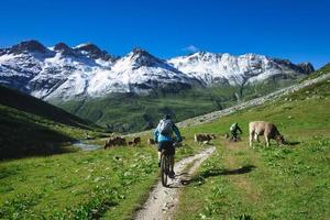 ciclista de montaña pasa por un rebaño de vacas foto