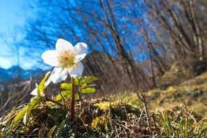 Snowdrops in the meadow photo