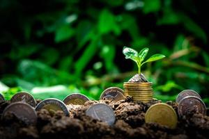 Tree growing from coins with copy space photo