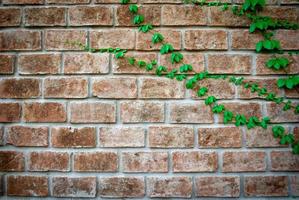 Ivy en pared de ladrillo con espacio de copia foto