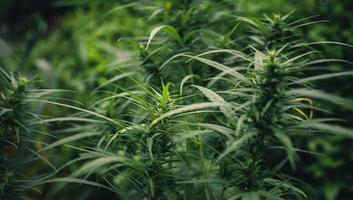 Cannabis sativa plant growing outdoors photo