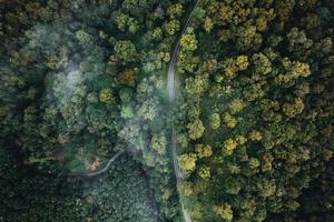 High angle view of the forest and fog in the morning photo