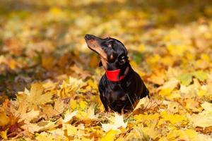 Black dachshund in a red collar sits on yellow maple leaves