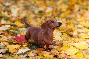 Brown dachshund stands on yellow maple leaves photo