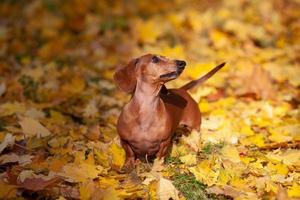 Brown dachshund on yellow maple leaves