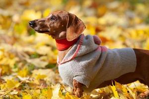 Brown dachshund in a knitted sweater among autumn leaves photo