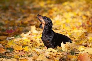 Black dachshund stands on yellow maple leaves