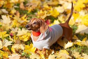 Brown dachshund in a knitted sweater among autumn leaves photo