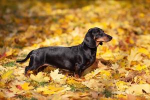 Black dachshund stands on yellow maple leaves photo