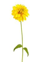 Yellow Rudbeckia flower photo