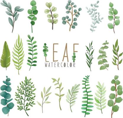 Set of watercolor painted Leaf, Green leaves clipart. Hand drawn isolated on white background