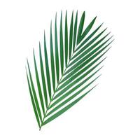 Palm leaf vector illustration.