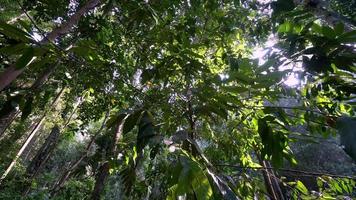 den tropischen Regenwald schwenken video