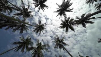 panoramique rapide et recherche de plantation de noix de coco video