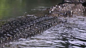 Estuarine crocodile swim in water. video