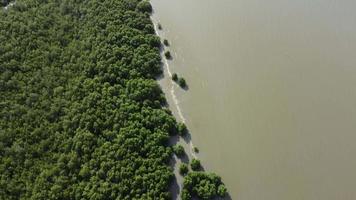 Fly at seashore full of mangrove tree video