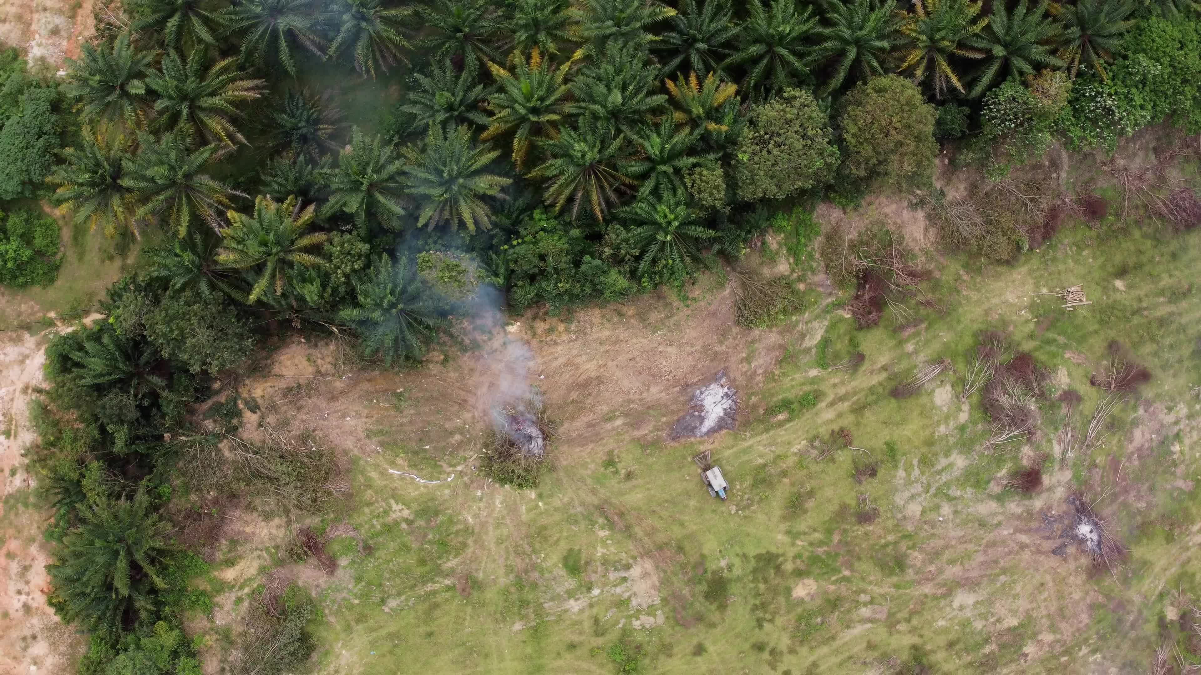 Oil palm trees is cut down and burn 3590767 Stock Video at Vecteezy