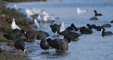 Many birds in summer pond video