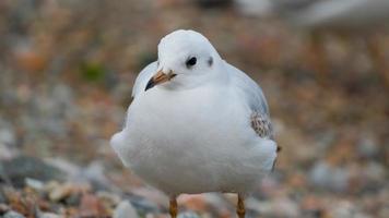 close-up de gaivota na praia de outono video