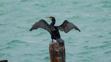 gros plan du cormoran noir et fond de mer d'automne video