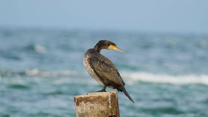 海鷗影片