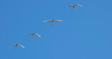 close up of swans flying on the blue sky video