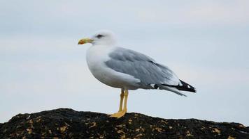 close up of seagull on the autumn sea beach video